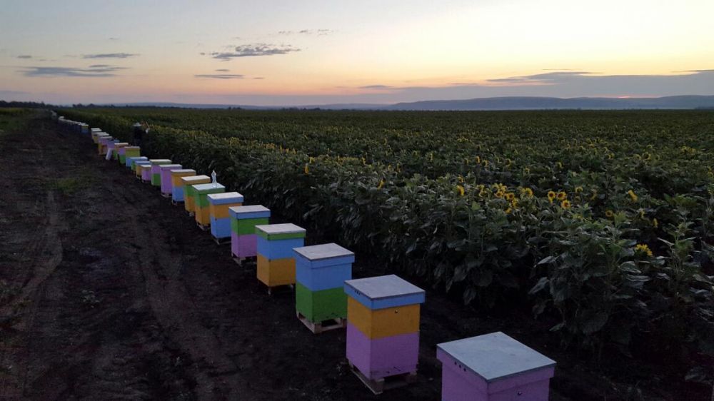 Miere de albine BIO naturala 100% SALCAM Tei polen productie proprie