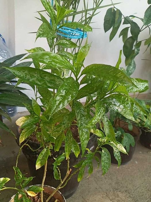 Крассула, кливия, алоэ вера, папоротник, мушканбар гули кучатлари