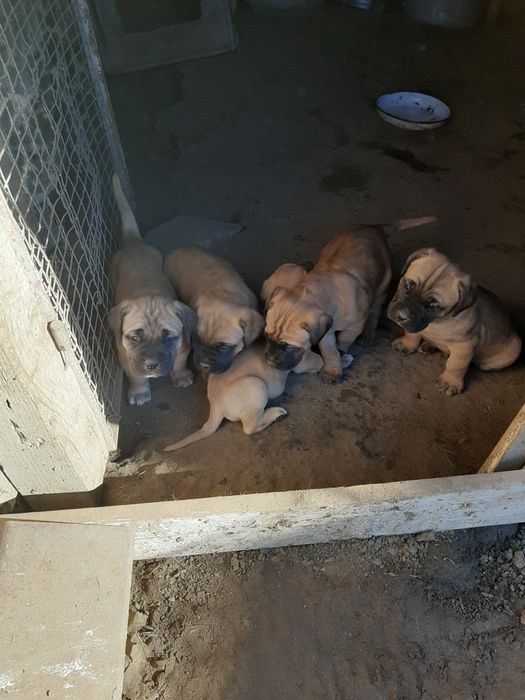 Продавам малки кученца Кане Корсо,бели и жълти.