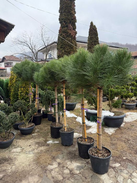 PonPon , Pin toscan Globular, Evonymus Conic, Ienupar Chiparos, Pini
