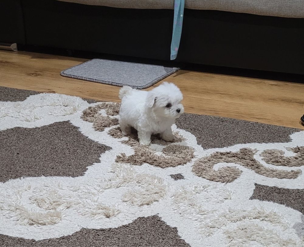 Bichon maltez toy