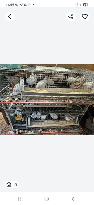 Пъдпъдъци снасящи