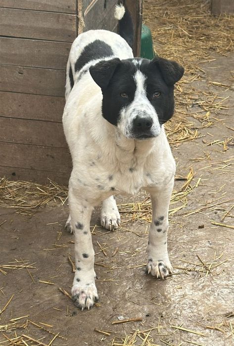 Породистые животные отзовитесь чьи или кому нужены