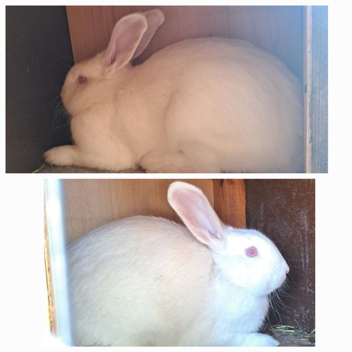 Зайци чистокръвни