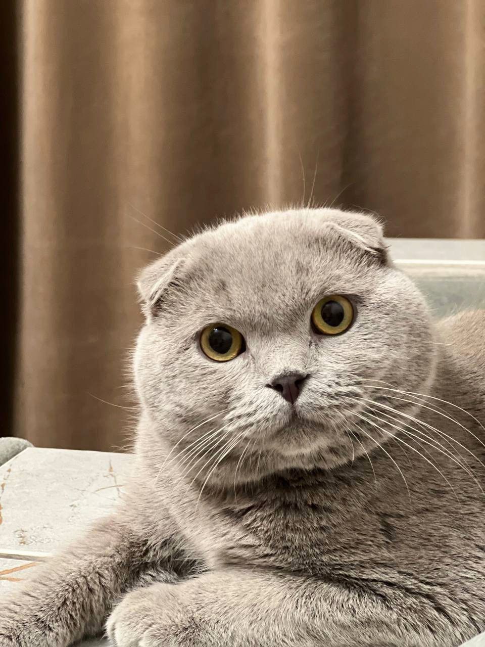 Выставляется шикарный кот на вязку.