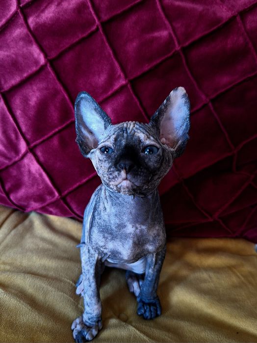 Pisica Sphinx/Sphynx Tortie