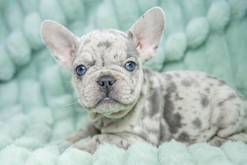 bulldog francez blue merle