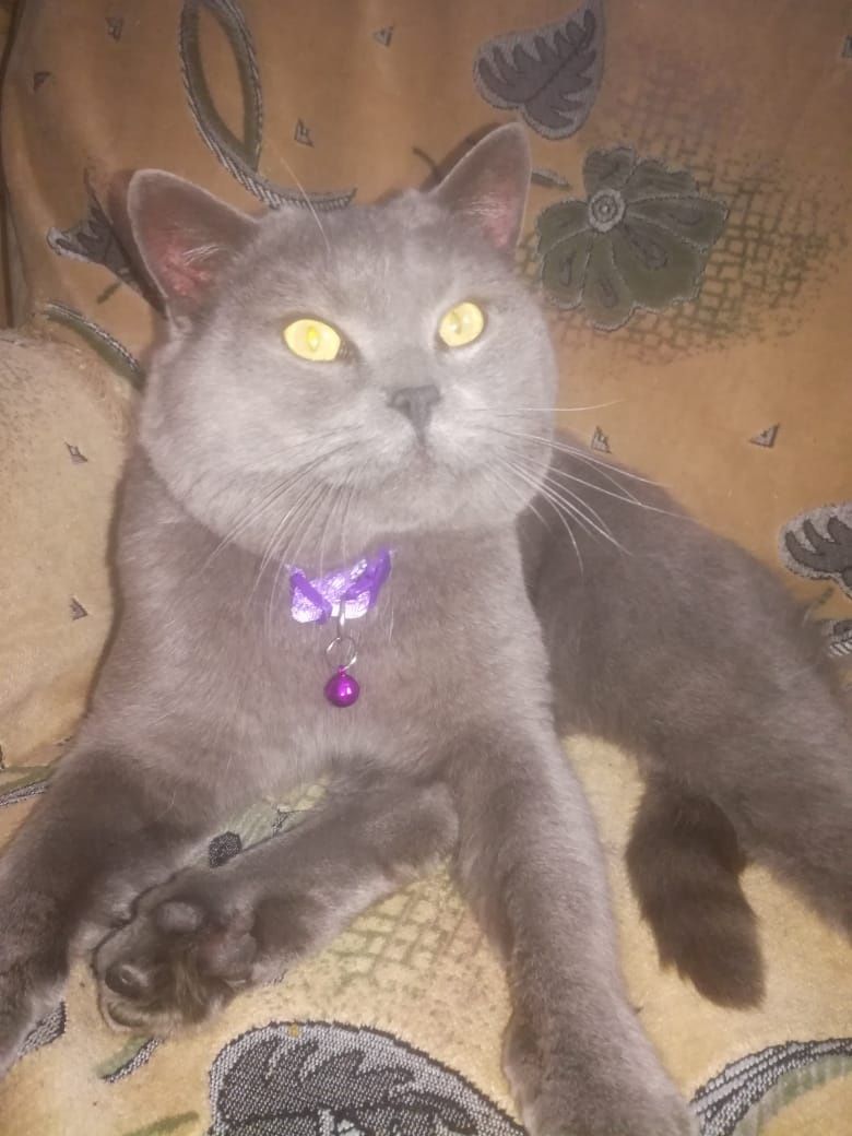 Кот британец ,для вязки .