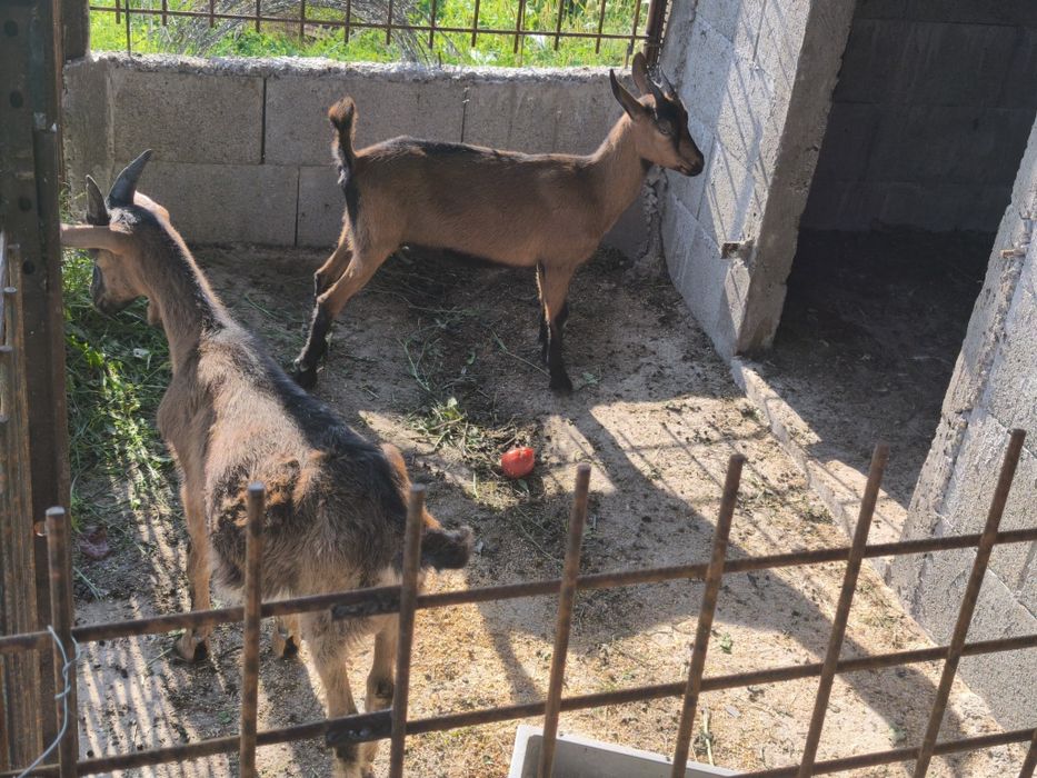 Țap și capra alpin francez