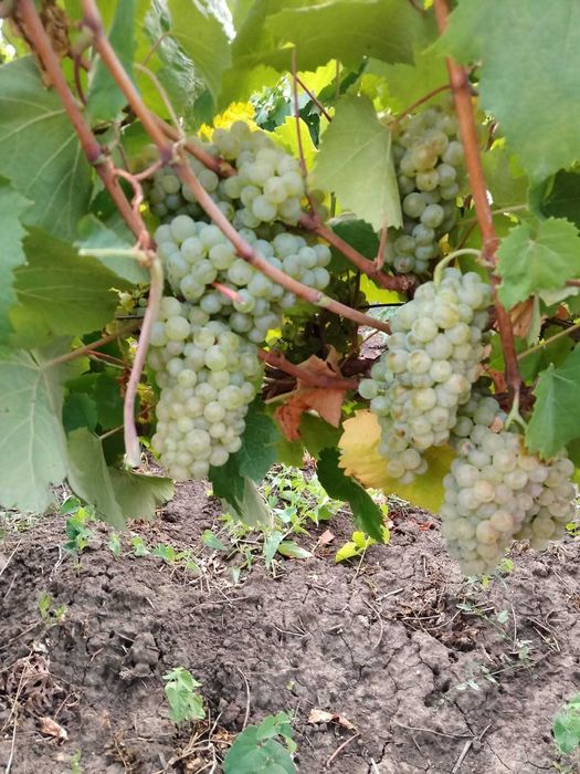 Vin vin alb productie proprie 2025