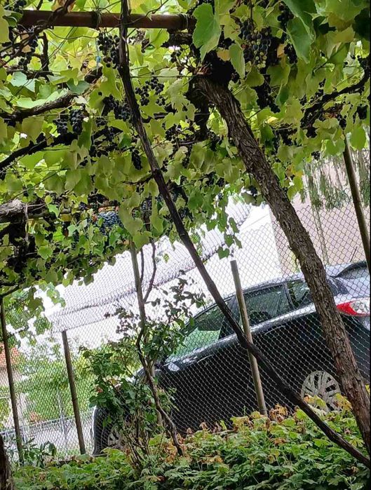 Продава се Къща в Белово - 70 кв.м за 172 €/кв.м - Снимка #3