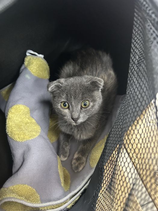 Котенок 3 мес вислоухий пятнистый