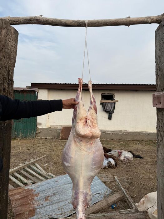 Тоқтылар. 70 бас еркек.