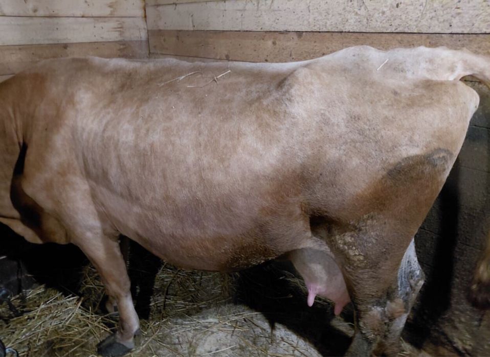 Ангус на мясо корова