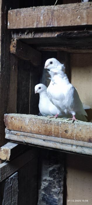 Продаются голуби по 100т