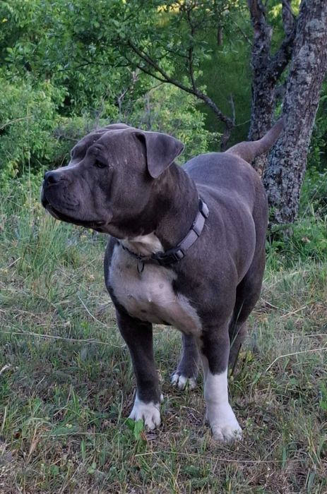 Pui caine metis, Amstaff cu ciobanesc