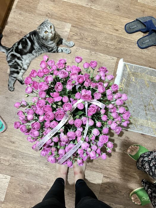 Вязка шотландского вислоухого кота