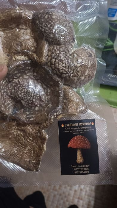 Сушеный пантер 2025 года