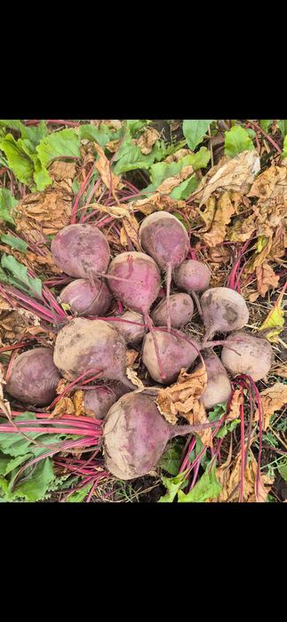 Sfecla rosie rotunda