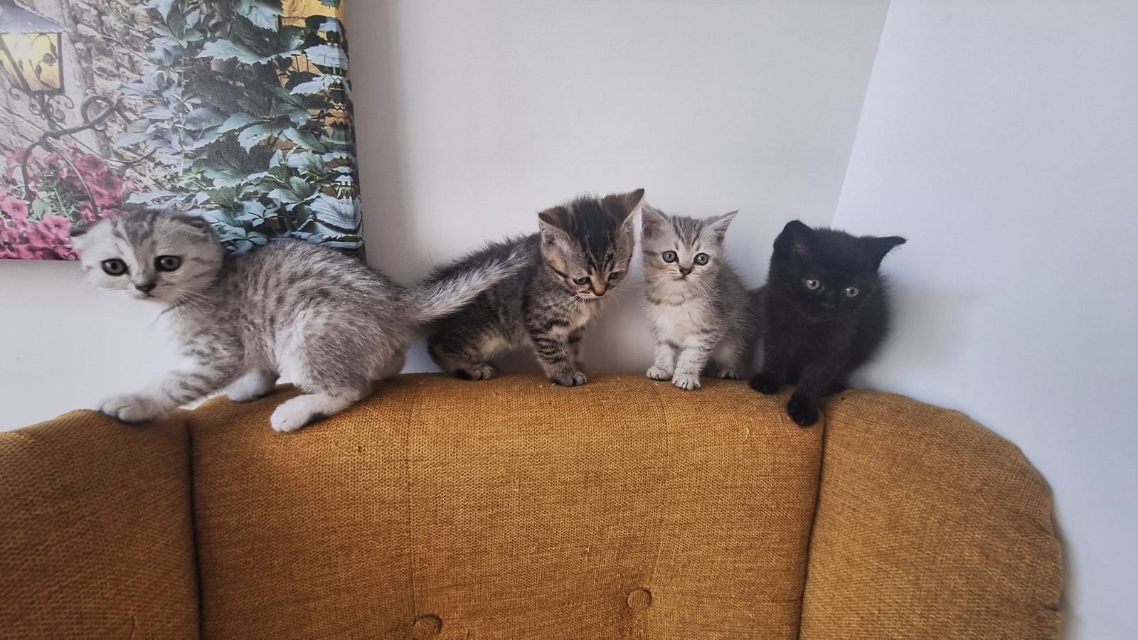 Продавам породисти котета