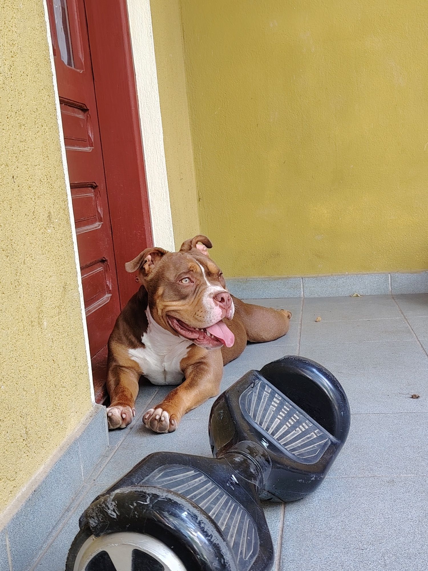 Ocazie! American bully calitate superioară ABKC