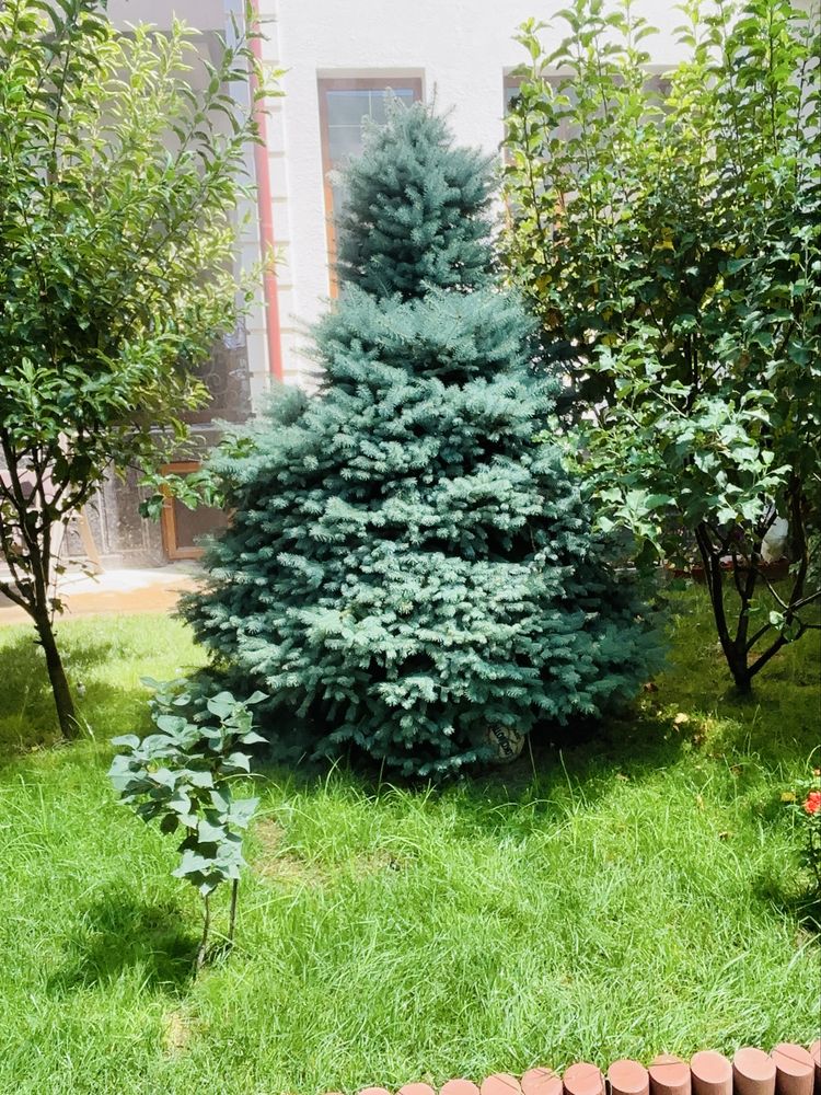 Голубой ель сад