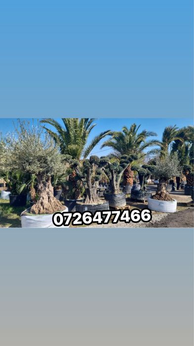 Lagerstroemia Indica ( liliac indian ) plante naturale gradina