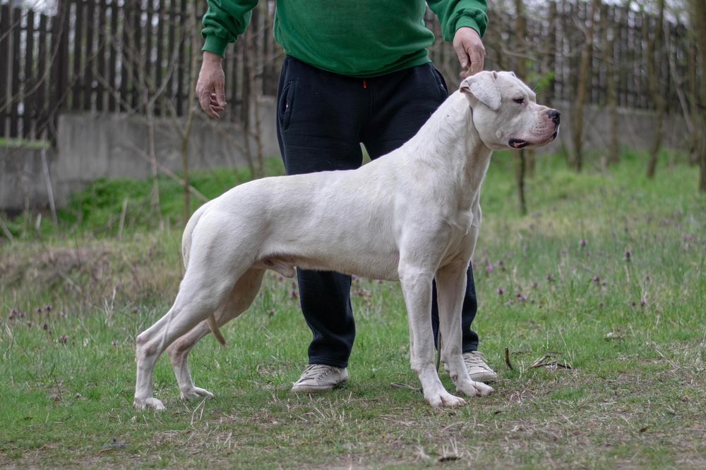 Mascul Dogo Argentino cu Pedigree