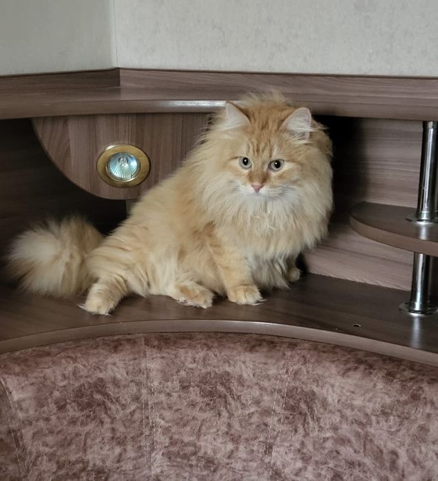 Отдам кота в добрые руки