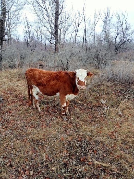 Семіз екі қашар сатылады соғымға 380000тг
