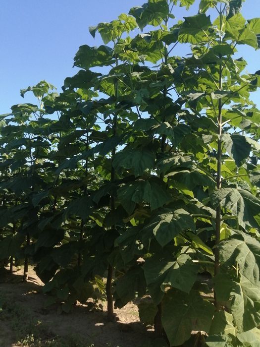 Butasi paulownia