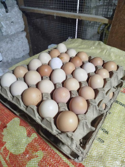 Яицо куриный 90 тг Тауық еті бар сорпаға керім