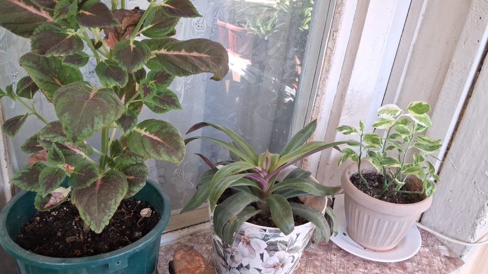 Продаются комнатные цветы