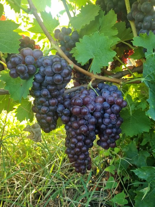 Producator Vand struguri pentru vin