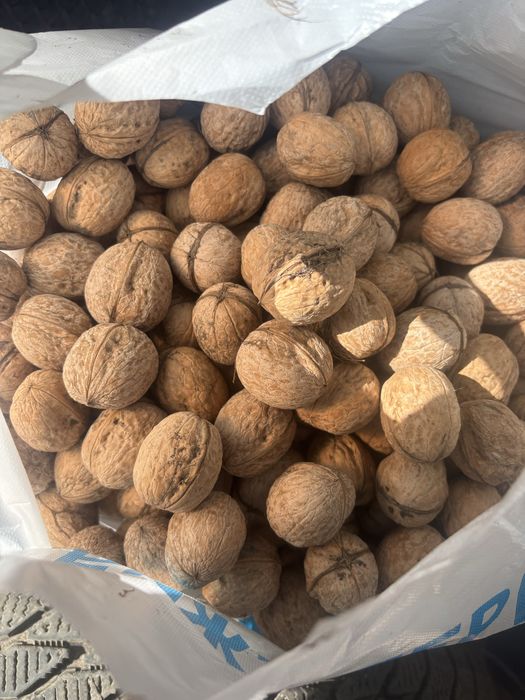 Продам грецкие орехи оптом