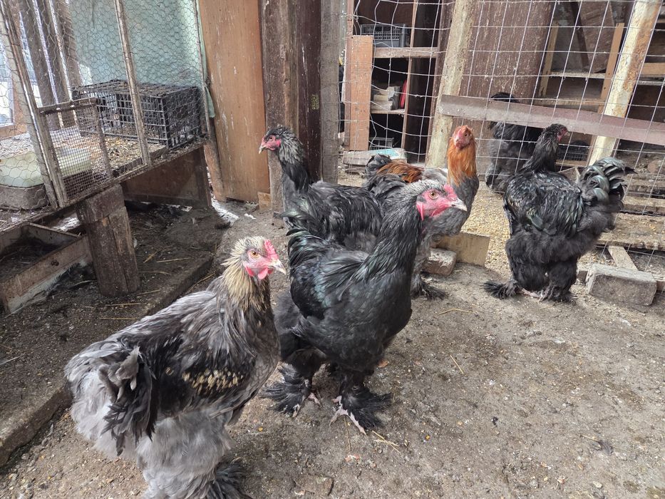 Brahma de vânzare Cocoși