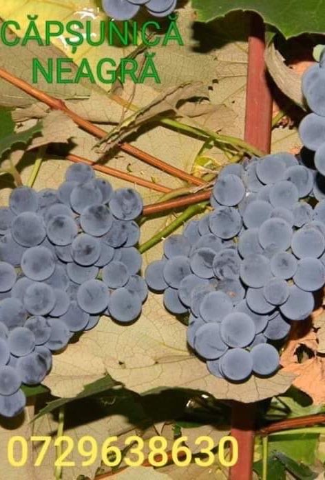 Butași vie fară întreținere anul 3