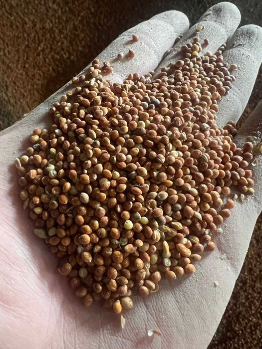 Продам просо красное