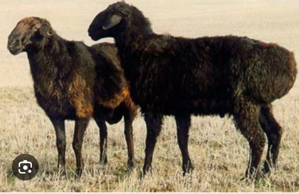 Қой сатылады бағасы келісімді