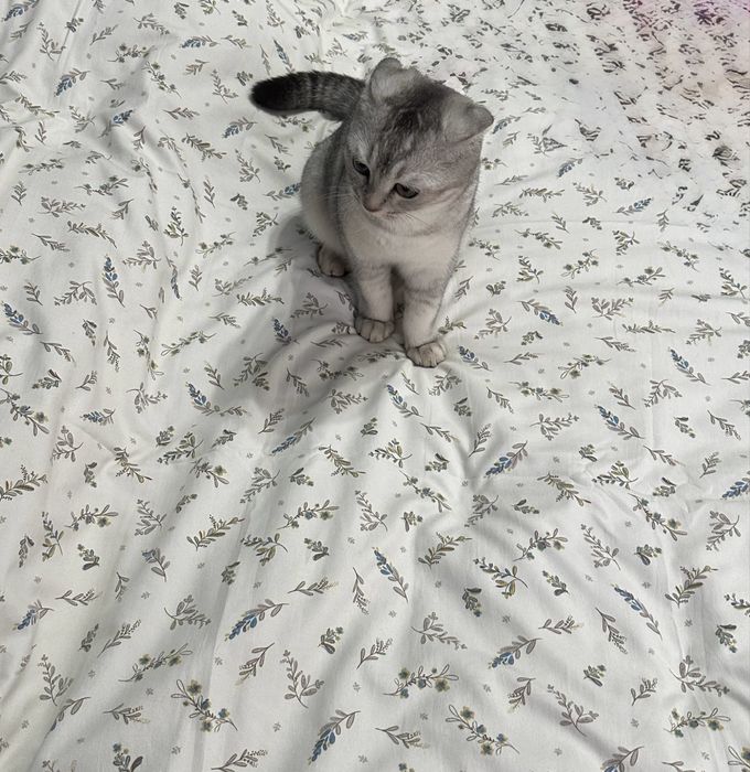 Скоттиш Фолд 6 мес