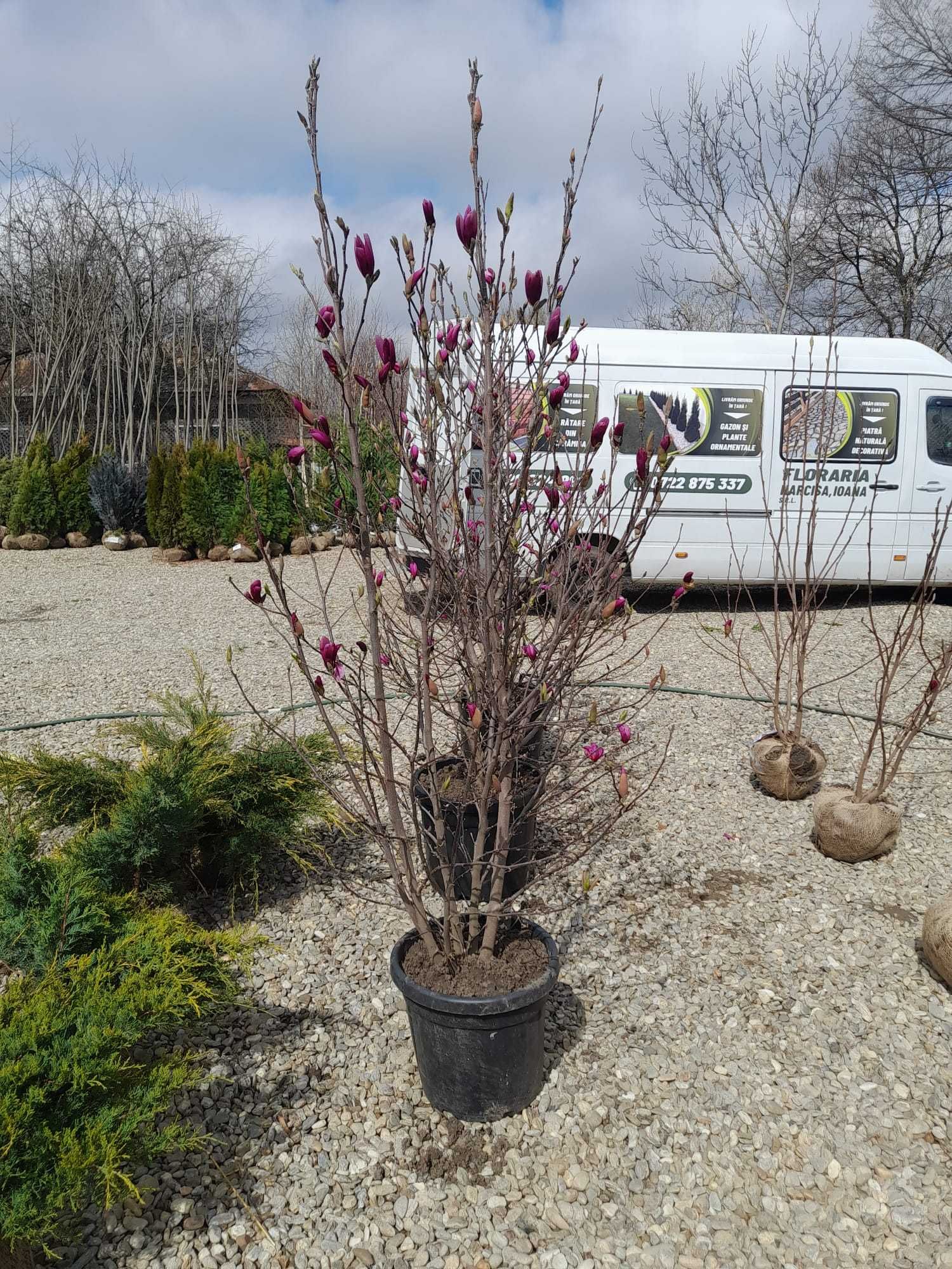Plante ornamentale