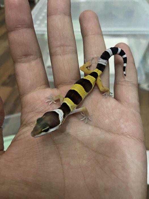 Гекконы эублефары ручные ящерки