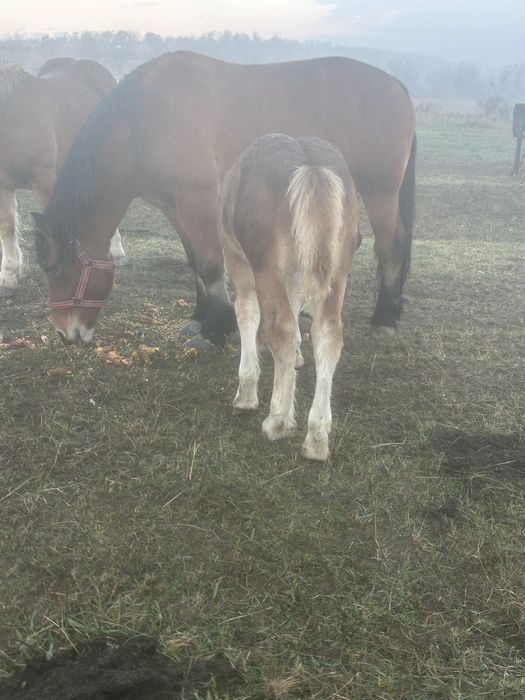 Vand manz de 4 luni!