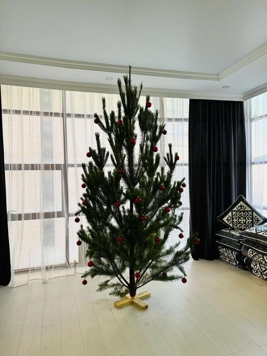 Продам живые сосны -елочки!