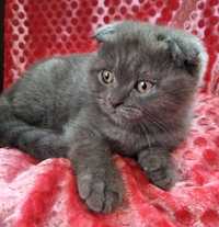 Vând pui British Shorthair-Scottish Fold