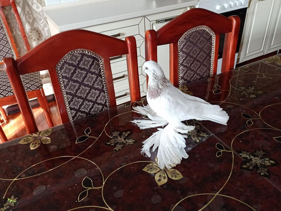 Продается бусая голубка