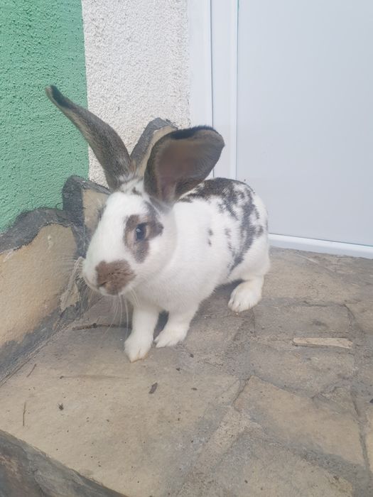 Vand 2 femela tanara 2025