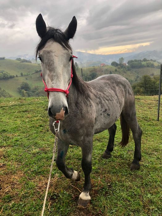 Armăsar de 2 ani jumate