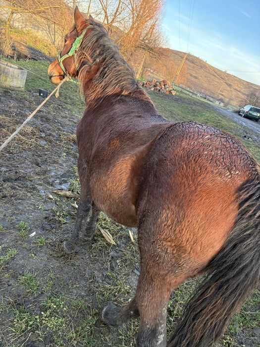 Vand iapa de 7 ani gestanta