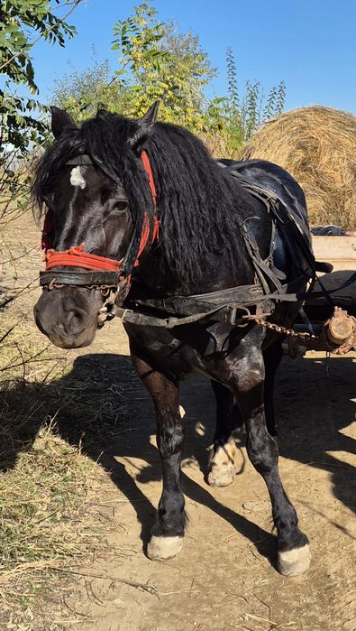 Iapa neagra de vanzare, schimb și cu vitei